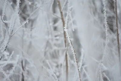 Фото леса в Щепкинском парке