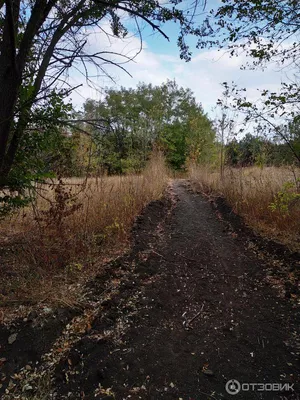 Природные обои на рабочий стол: Лесные виды