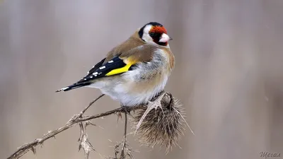 Великолепные изображения щегля для скачивания