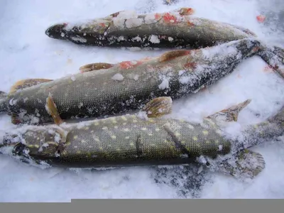 Картинки со снежными щуками: Скачивай бесплатно