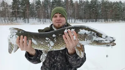 Снег и рыбалка: зимние щуки в стиле арта