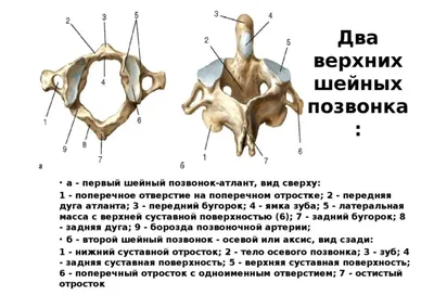 Изображение анатомии шейного отдела позвоночника