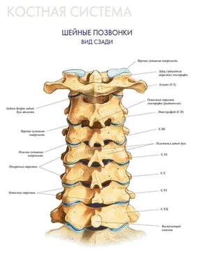 Фото анатомии шейного отдела позвоночника: JPG, PNG, WebP