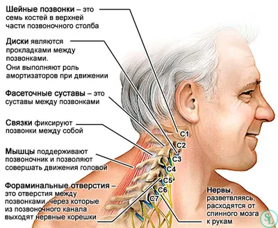 Человеческие шейные позвонки: изображение для скачивания