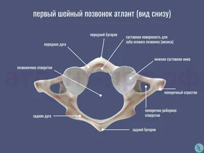 Шейные позвонки человека: скачать фото в разных форматах