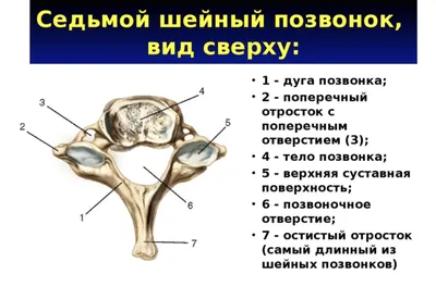 Человеческие шейные позвонки: выберите формат и размер