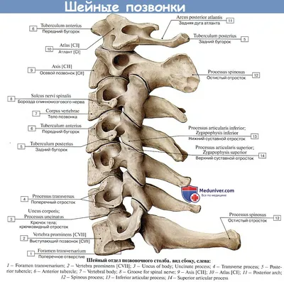 Шейные позвонки человека: JPG, PNG, WebP на выбор