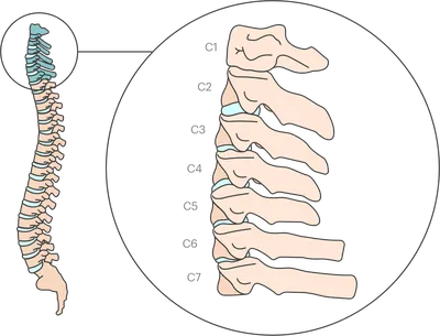 Человеческие шейные позвонки: фото для загрузки
