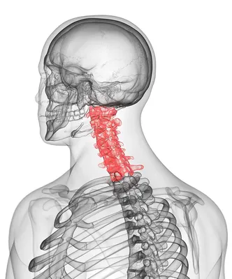 Шейные позвонки человека: скачать изображение в нужном формате
