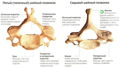 Фото анатомии шейного отдела позвоночника