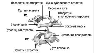 Изображение человеческих шейных позвонков для скачивания