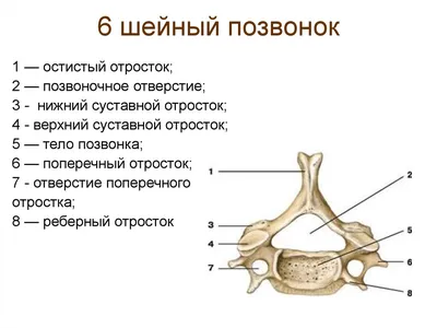 Фотка шейных позвонков: JPG, PNG, WebP