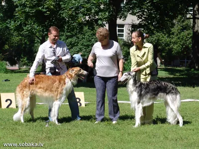 Шелковистый виндхаунд: фотографии красивой породы