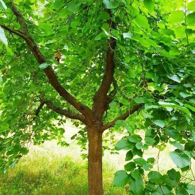 Шелковица дерево: фотографии с высоким разрешением для скачивания.