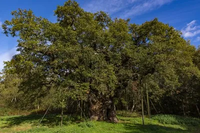 Лучшие фото Шервудского леса в формате 4K для загрузки.