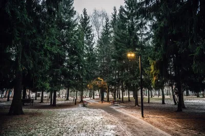 Фотографии Шервуда в 4K: Погружение в зеленую сказку природы