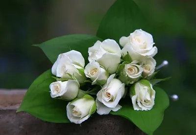 Шикарные белые розы  фото