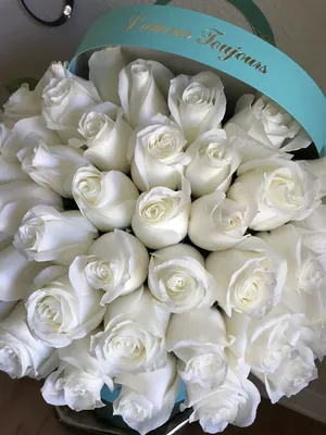 Шикарные белые розы в формате JPG для загрузки
