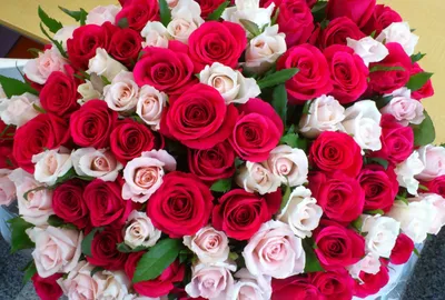 Фотка красивых роз в формате webp: поздравление с днем рождения