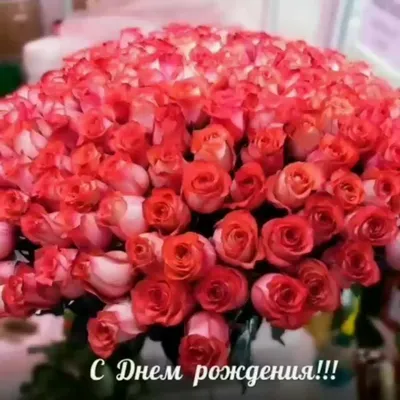 Фото великолепной розы с днем вашего рождения: формат png