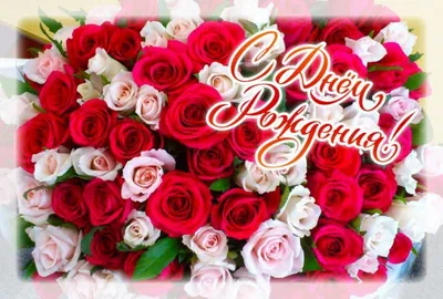 Роскошные розы на странице с днем рождения: формат изображения