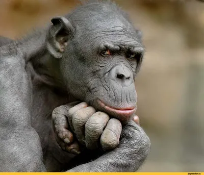 Шимпанзе приколы: Новые веселые моменты в HD