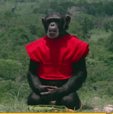 Обезьяньи шалости: Смешные фото шимпанзе