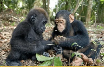 Эксклюзивные снимки: Лучшие моменты среди обезьян
