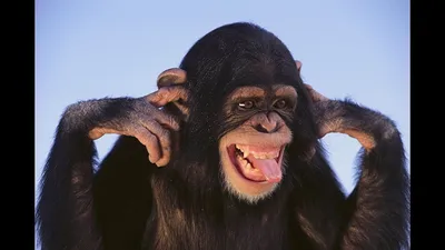 Обезьяньи персоналии: Фотопортреты шимпанзе