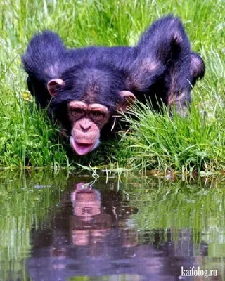 В мире шимпанзе: Картинки в разрешении WebP