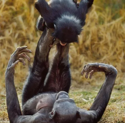 Смехотворные моменты: Скачайте бесплатно фото шимпанзе