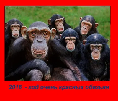 Волшебные моменты: Фотографии шимпанзе в PNG формате