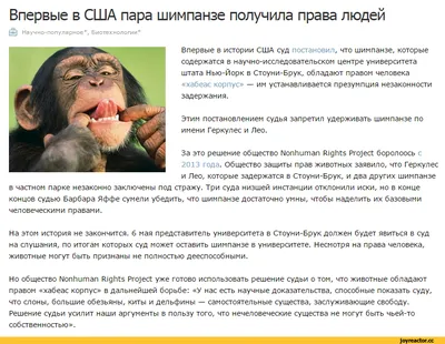 Лучшие фотообезьян: Шимпанзе в необычных ситуациях