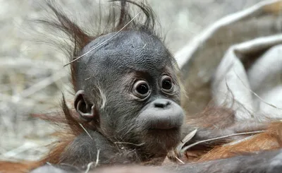 Забавные игры и шалости обезьян: Шимпанзе в фотографиях