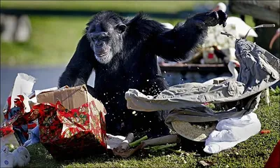 Фотогеничные обезьяны: Шимпанзе в разных ракурсах