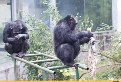 Шимпанзе: веселье и радость в каждом кадре