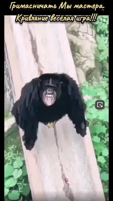 Фото прикольных шимпанзе в HD качестве