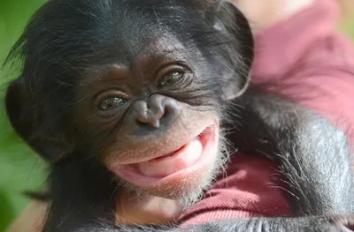 Обезьяньи хитрости: Фотографии шимпанзе 2024