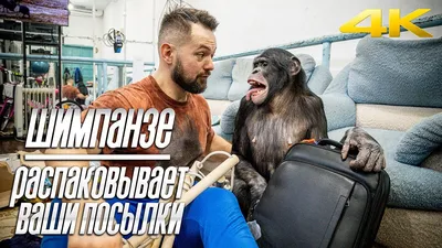 Фотографии шимпанзе для рабочего стола