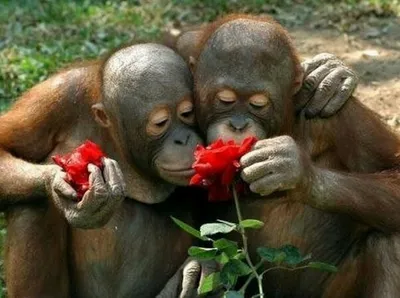 Веселые обитатели джунглей: Фото смешных шимпанзе