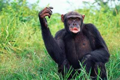 HD изображения шимпанзе для скачивания