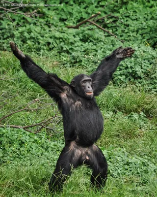 Скачать бесплатно: забавные фото шимпанзе в хорошем качестве