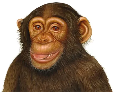 Изображения шимпанзе 2024 года: смешные моменты в высоком разрешении