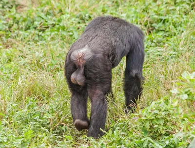 Фото Шимпанзе с яйцами: выбери размер и скачай в форматах JPG, PNG, WebP!