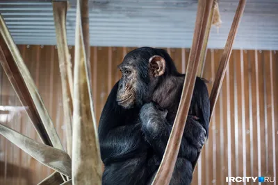Фоны с обезьянами: Шимпанзе с яйцами – скачай в PNG формате.