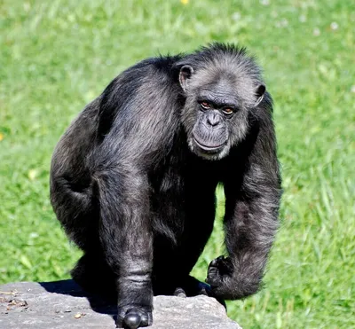 Фото Шимпанзе в хорошем качестве: выбери размер изображения!