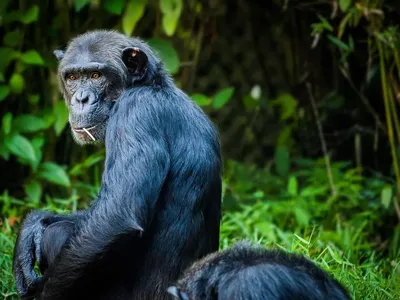 Картинки обезьян: Шимпанзе с яйцами в разрешении 4K – скачать бесплатно.