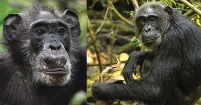 Фотографии Шимпанзе: новое изображение в PNG формате – скачай бесплатно.