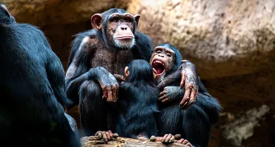 Шимпанзе с яйцами: бесплатные обои для скачивания в хорошем качестве.