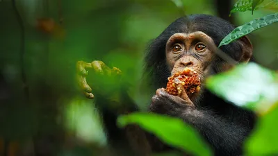 Тайны обезьян: Удивительный момент с Шимпанзе